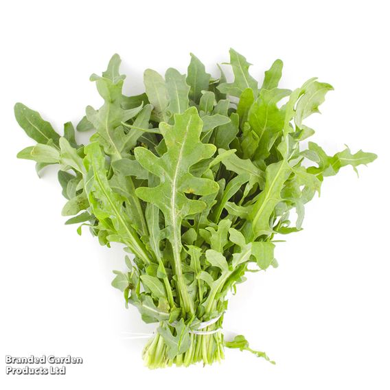 Herb Rocket - Organic Seeds