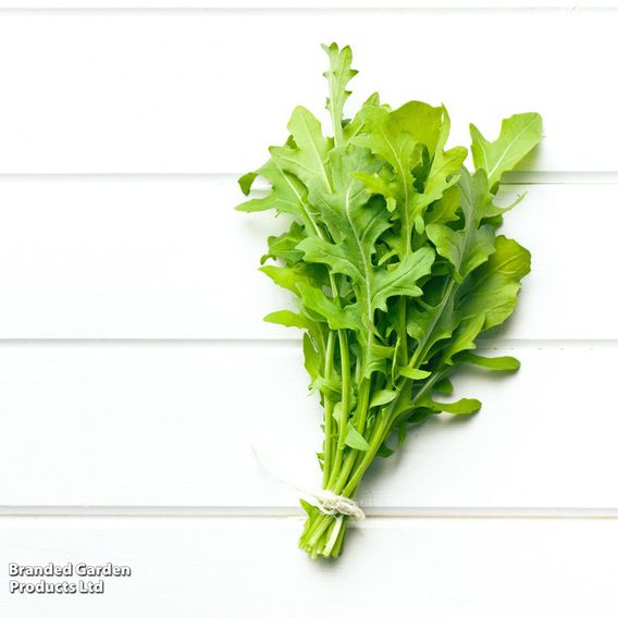 Herb Rocket - Organic Seeds