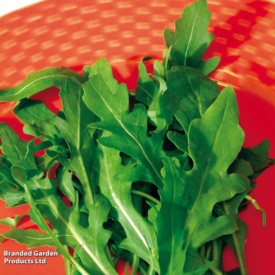 Herb Rocket - Organic Seeds