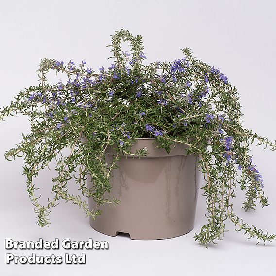 Rosemary 'Blue Cascade'