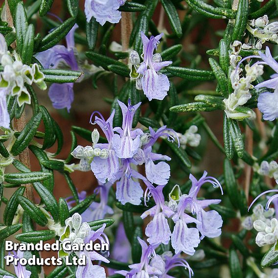 Rosemary 'Blue Cascade'