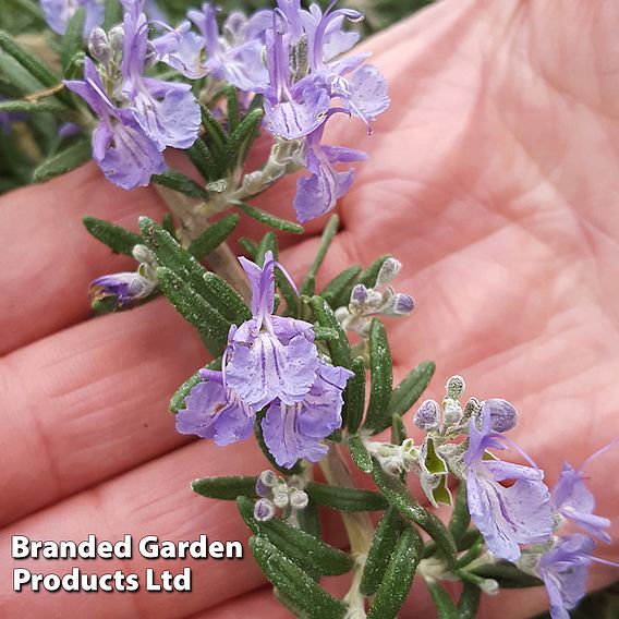 Rosemary 'Blue Cascade'