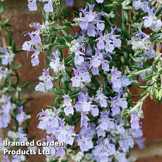 Rosemary 'Blue Cascade'