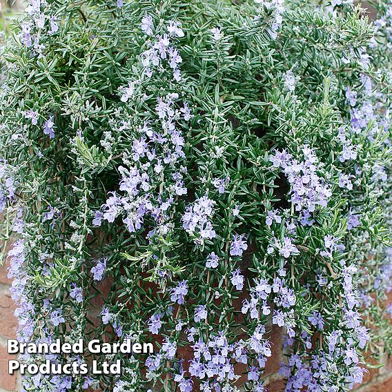 Rosemary 'Blue Cascade'