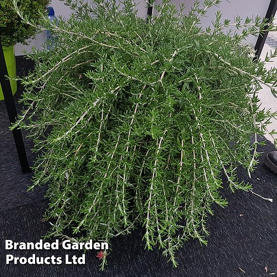 Rosemary 'Blue Cascade'