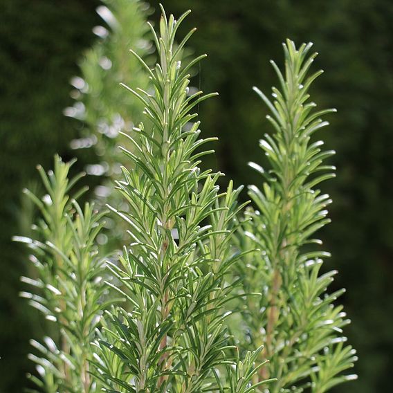 Herb Plant - Rosemary Miss Jessopps Upright