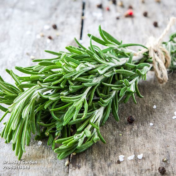 Rosemary - Herb Seeds