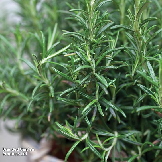 Rosemary - Herb Seeds