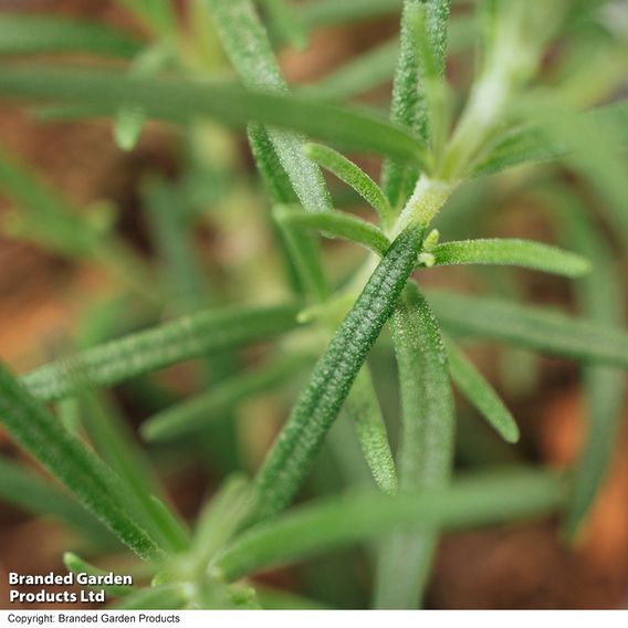 Rosemary - Herb Seeds