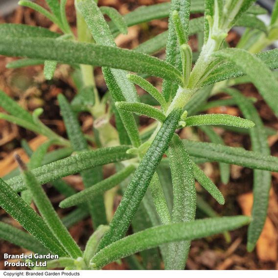 Rosemary - Herb Seeds