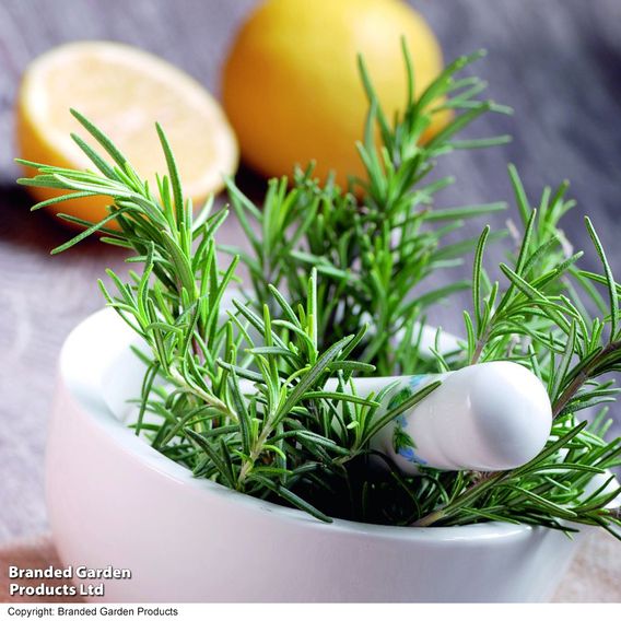 Rosemary - Herb Seeds