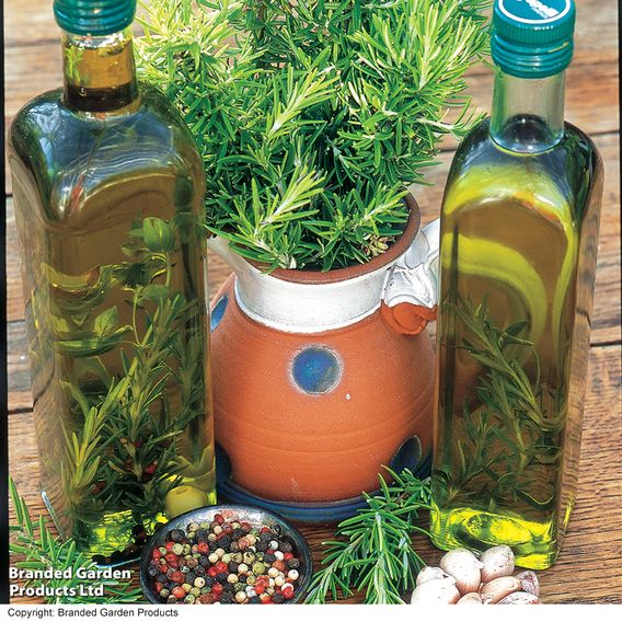 Rosemary - Herb Seeds