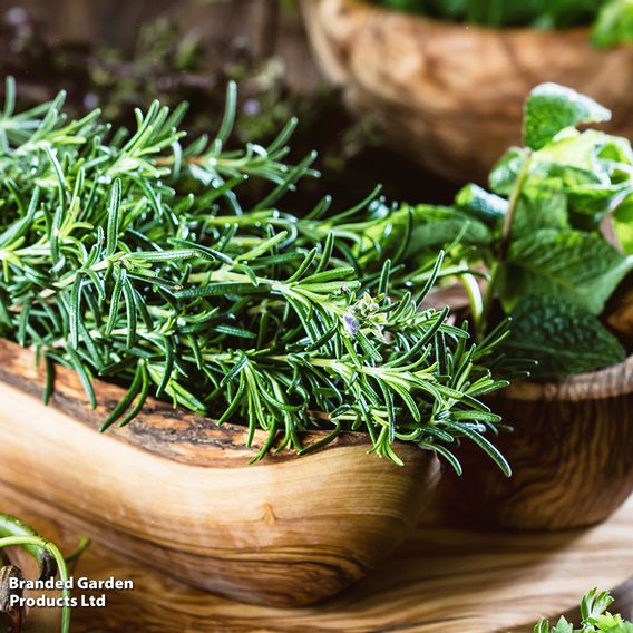 Rosemary - Herb Seeds