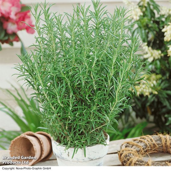 Rosemary - Herb Seeds