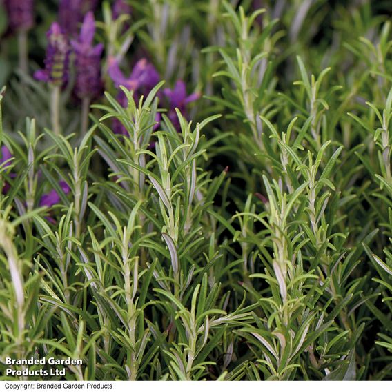 Rosemary - Herb Seeds