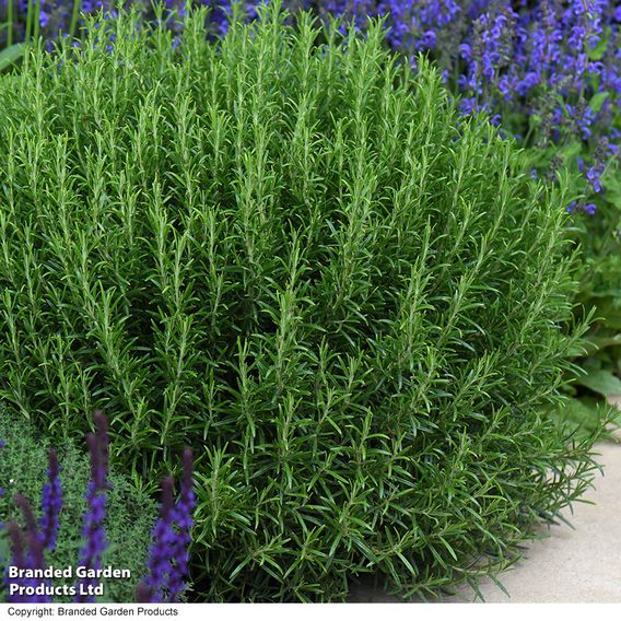 Rosemary - Herb Seeds