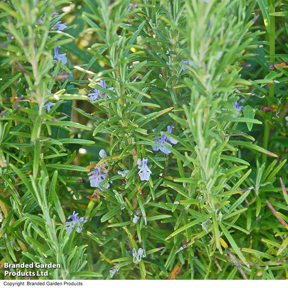 Rosemary - Herb Seeds