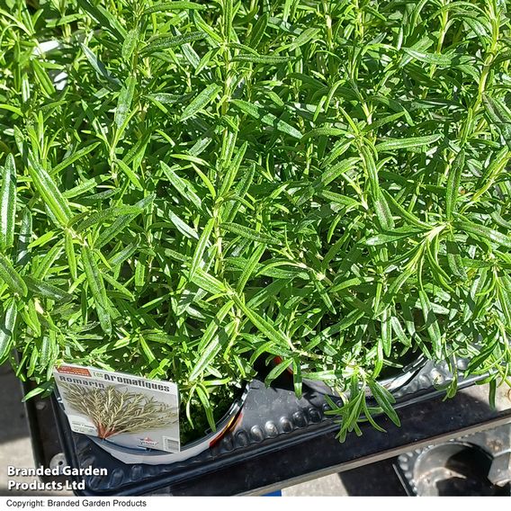 Rosemary - Herb Seeds