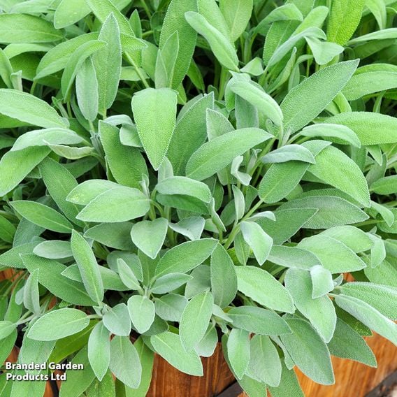 Sage