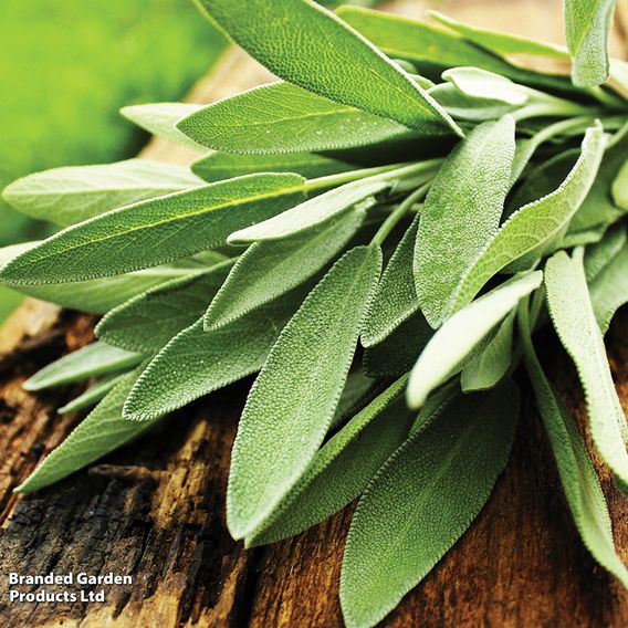 Sage - Herb Seeds