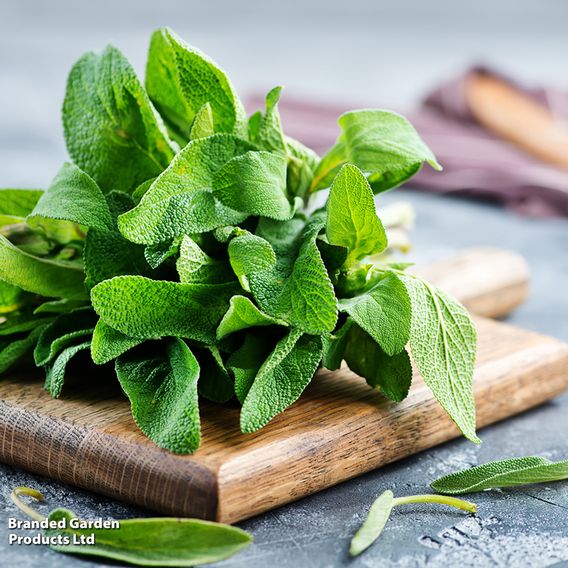 Sage - Herb Seeds
