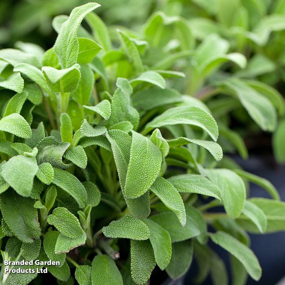 Sage - Herb Seeds