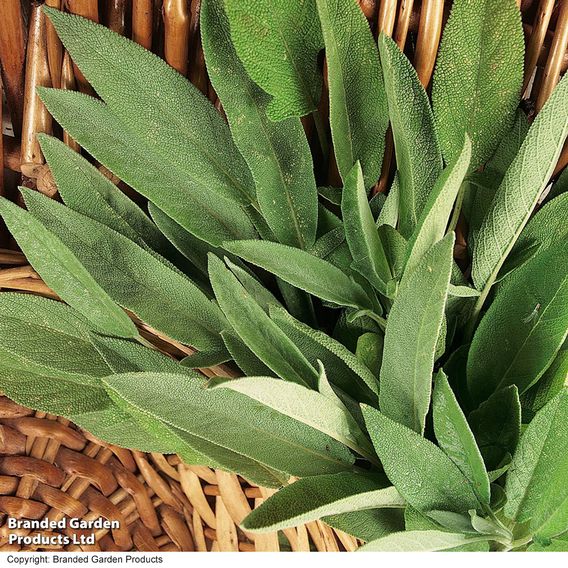 Sage - Herb Seeds