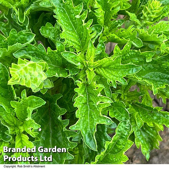 Basil 'Spicy Sabre' - Seeds