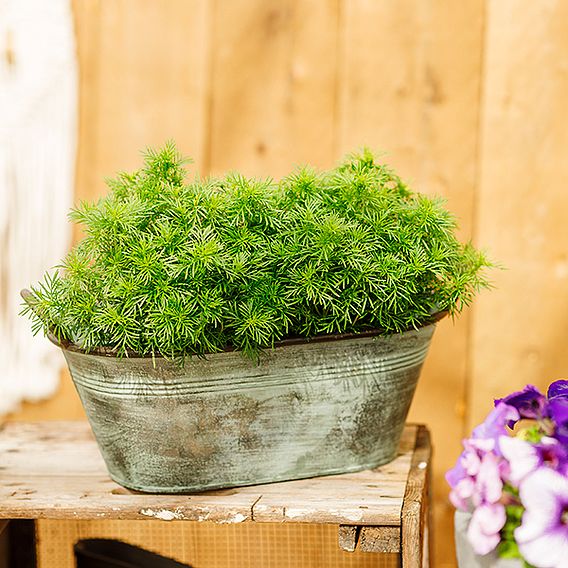 Tagetes 'Dropshot' - Seeds
