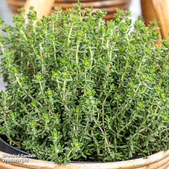 Thyme