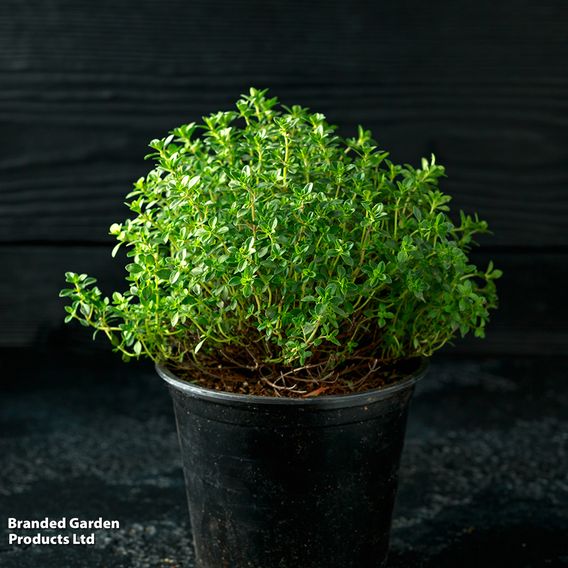 Thyme