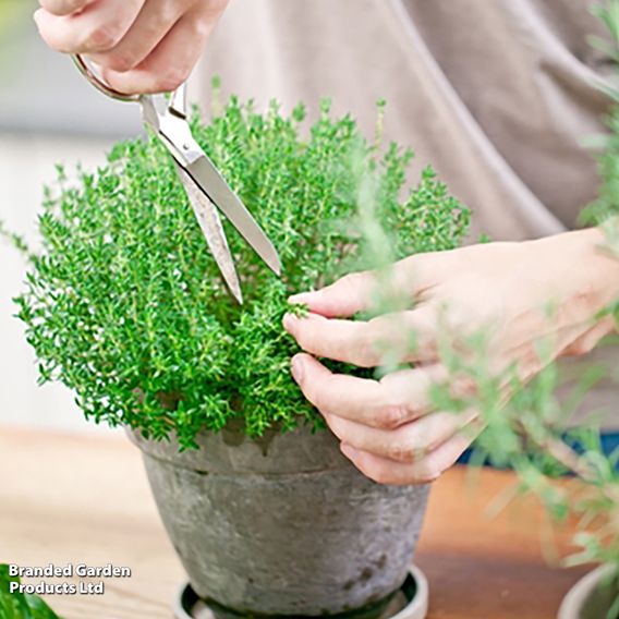 Thyme