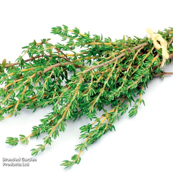 Thyme