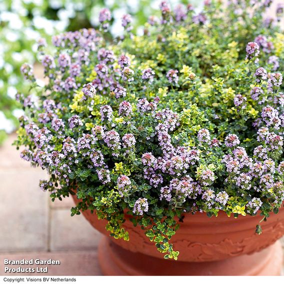Thyme 'Orange-Scented' - Herb Seeds