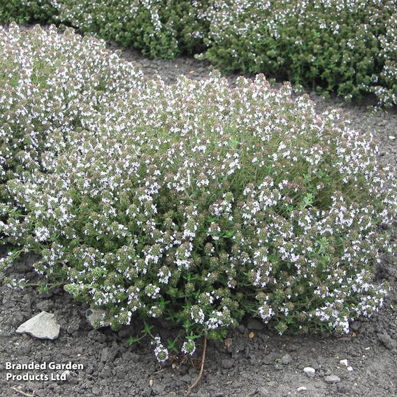 Thyme 'Orange-Scented' - Herb Seeds