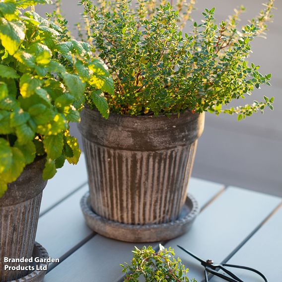 Thyme