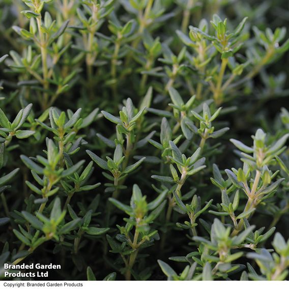 Thyme