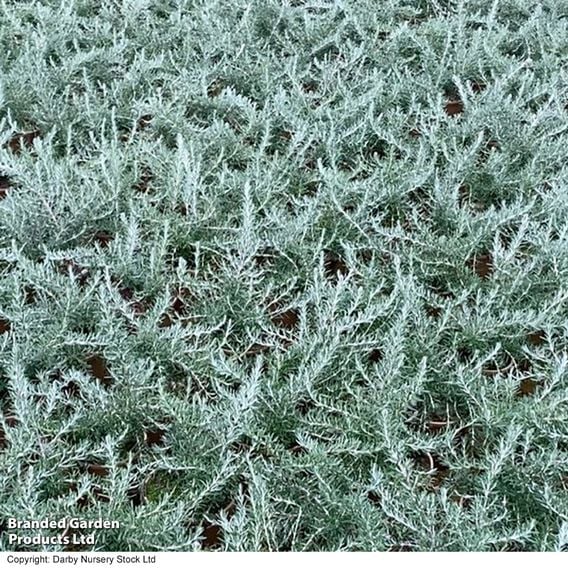 Rosemary 'Whitewater Silver'