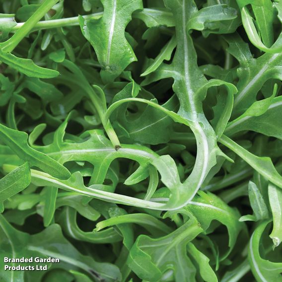 Rocket 'Wild' - Seeds