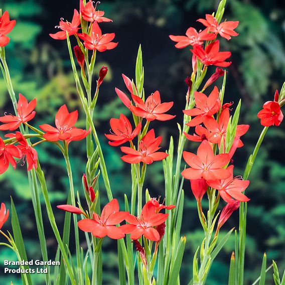 Schizostylis coccinea 'Major' (Marginal Aquatic)