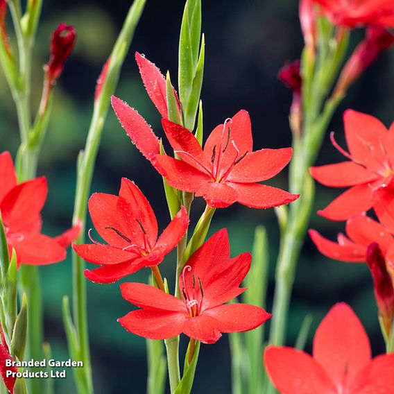 Schizostylis coccinea 'Major' (Marginal Aquatic)