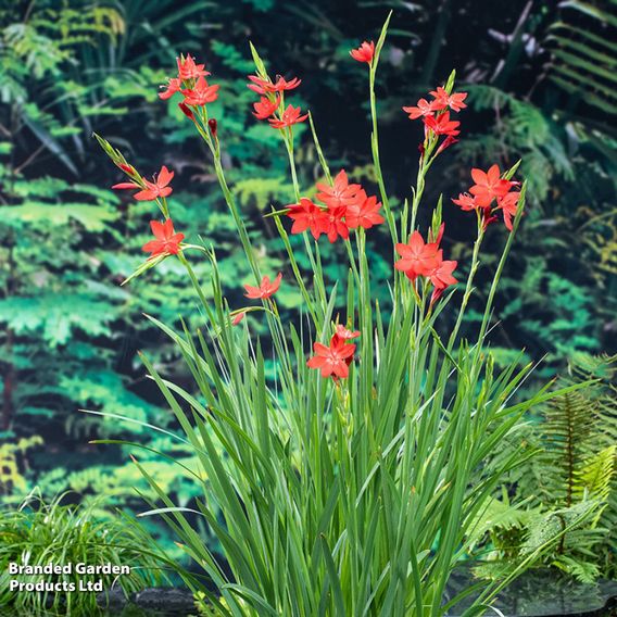 Schizostylis coccinea 'Major' (Marginal Aquatic)