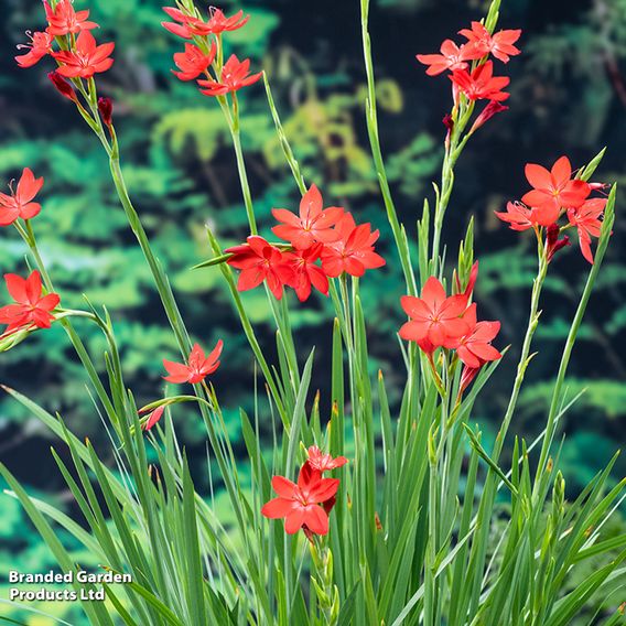 Schizostylis coccinea 'Major' (Marginal Aquatic)