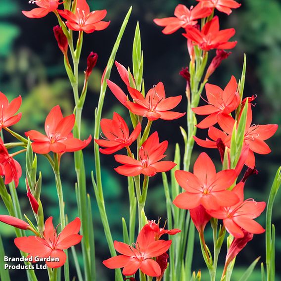 Schizostylis coccinea 'Major' (Marginal Aquatic)
