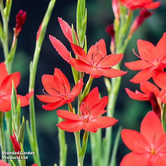 Schizostylis coccinea 'Major' (Marginal Aquatic)