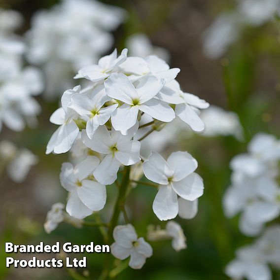 Hesperis matronalis var. albiflora