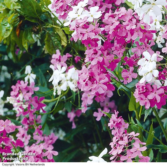 Hesperis 'Mix' - Seeds