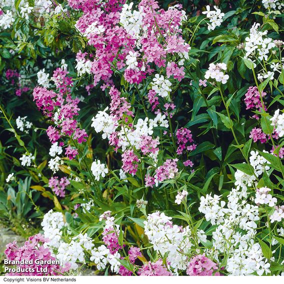 Hesperis 'Mix' - Seeds