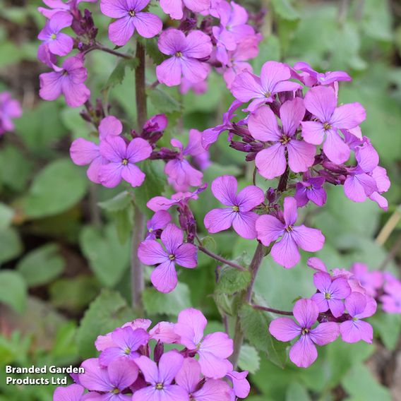Hesperis Matronalis
