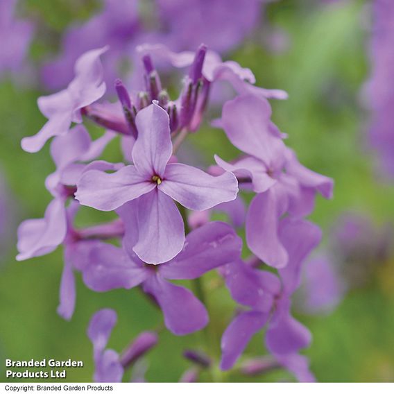 Hesperis Matronalis